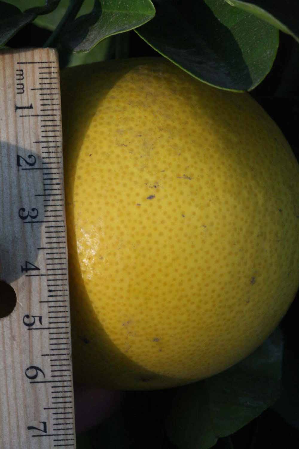             Fruit (Riverside, CA)       